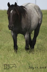 Pocos Blue Breeze MA